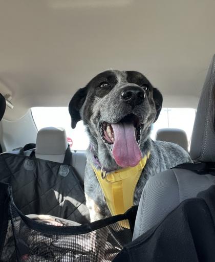 Blackberry FOSTER, a Adoptable mixed breed in Houston, TX image 2/3