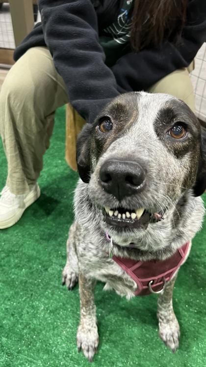 Enlarge Blackberry FOSTER, a Adoptable mixed breed in Houston, TX image 2/3