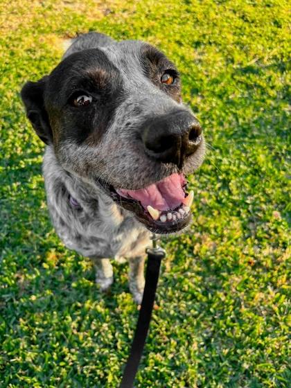 Enlarge Blackberry FOSTER, a Adoptable mixed breed in Houston, TX image 2/3