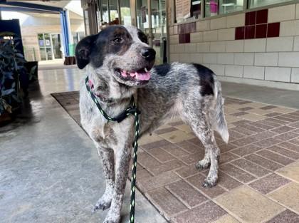 Blackberry, Adoptable, Adult Female Cattle Dog & Mixed Breed.