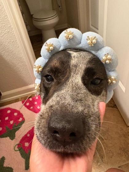 Blackberry FOSTER, a Adoptable mixed breed in Houston, TX image 3/3