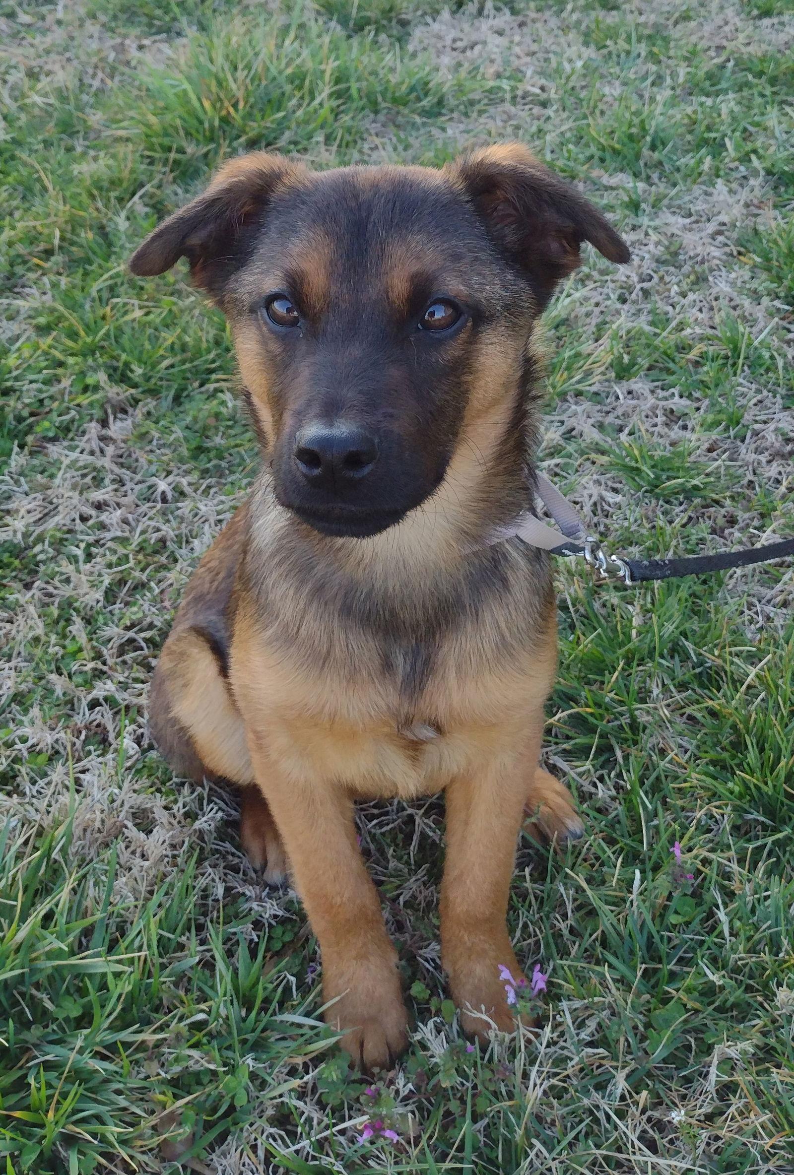 Cooper, Adoptable, Young Male Feist & German Shepherd Dog.