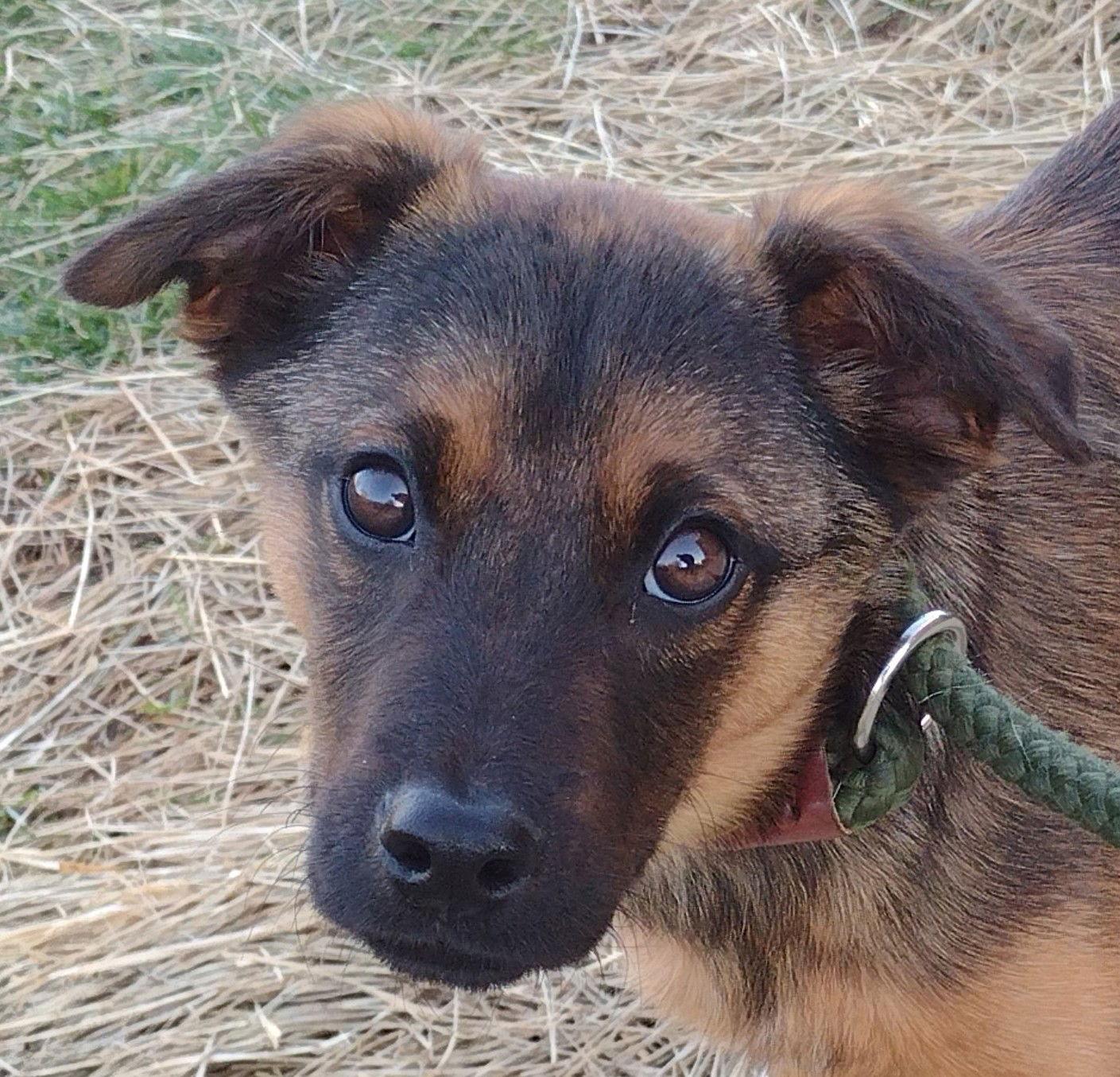 Enlarge Cooper, a Adoptable mixed breed in Cookeville, TN image 3/3