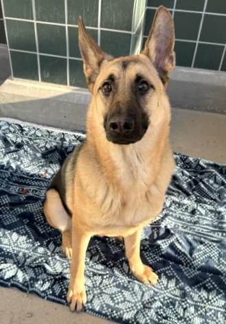 Enlarge LEO, a Adoptable German Shepherd Dog in Rancho Cucamonga, CA image 1/1
