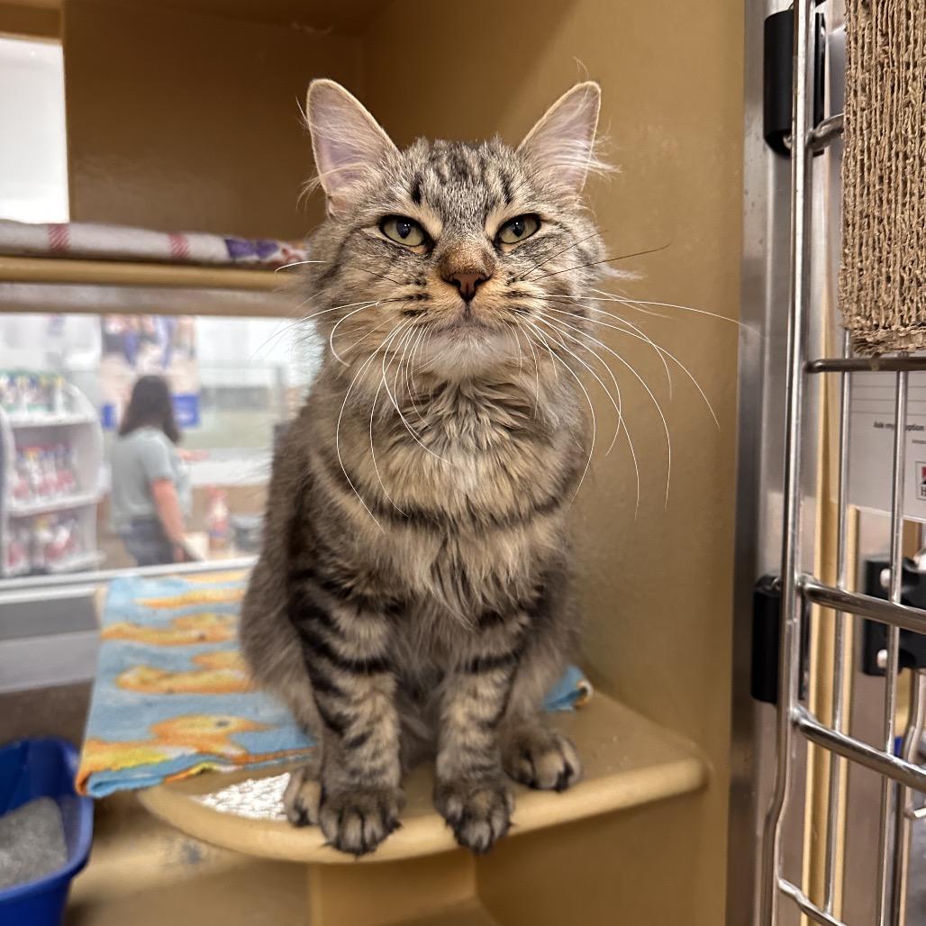 Honeybee, Adoptable, Adult Female Domestic Medium Hair.