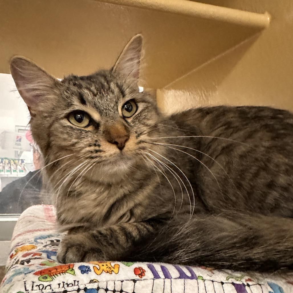 Honeybee, Adoptable, Adult Female Domestic Medium Hair.