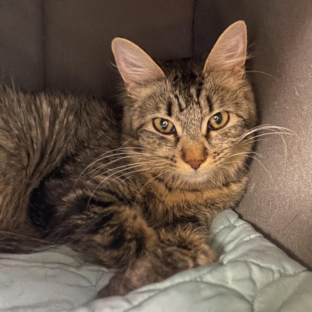 Honeybee, a Adoptable Domestic Medium Hair in Spokane, WA image 2/6