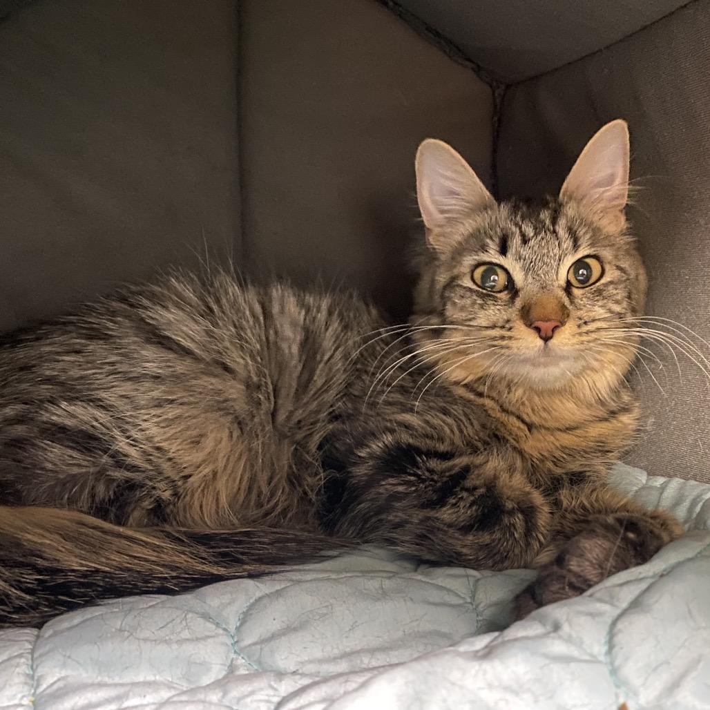 Honeybee, a Adoptable Domestic Medium Hair in Spokane, WA image 3/6
