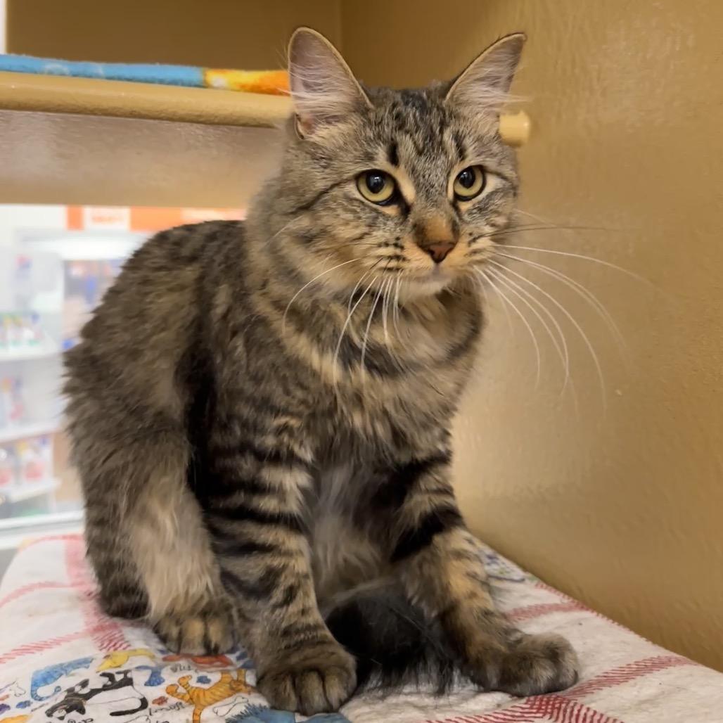 Honeybee, a Adoptable Domestic Medium Hair in Spokane, WA image 4/6