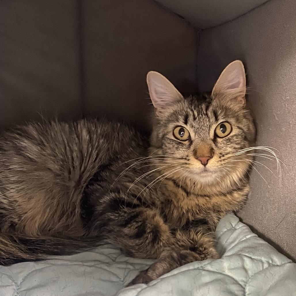 Honeybee, a Adoptable Domestic Medium Hair in Spokane, WA image 5/6