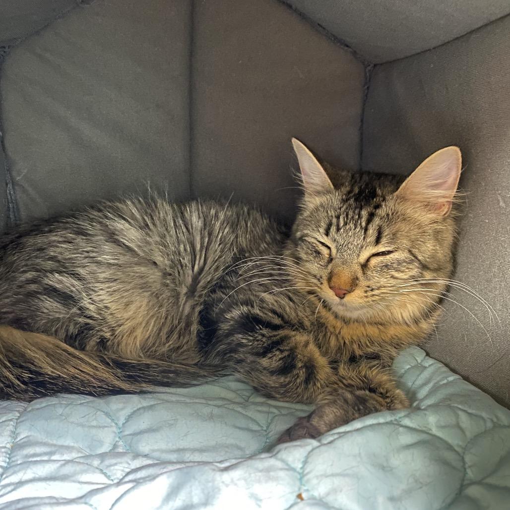 Honeybee, a Adoptable Domestic Medium Hair in Spokane, WA image 6/6