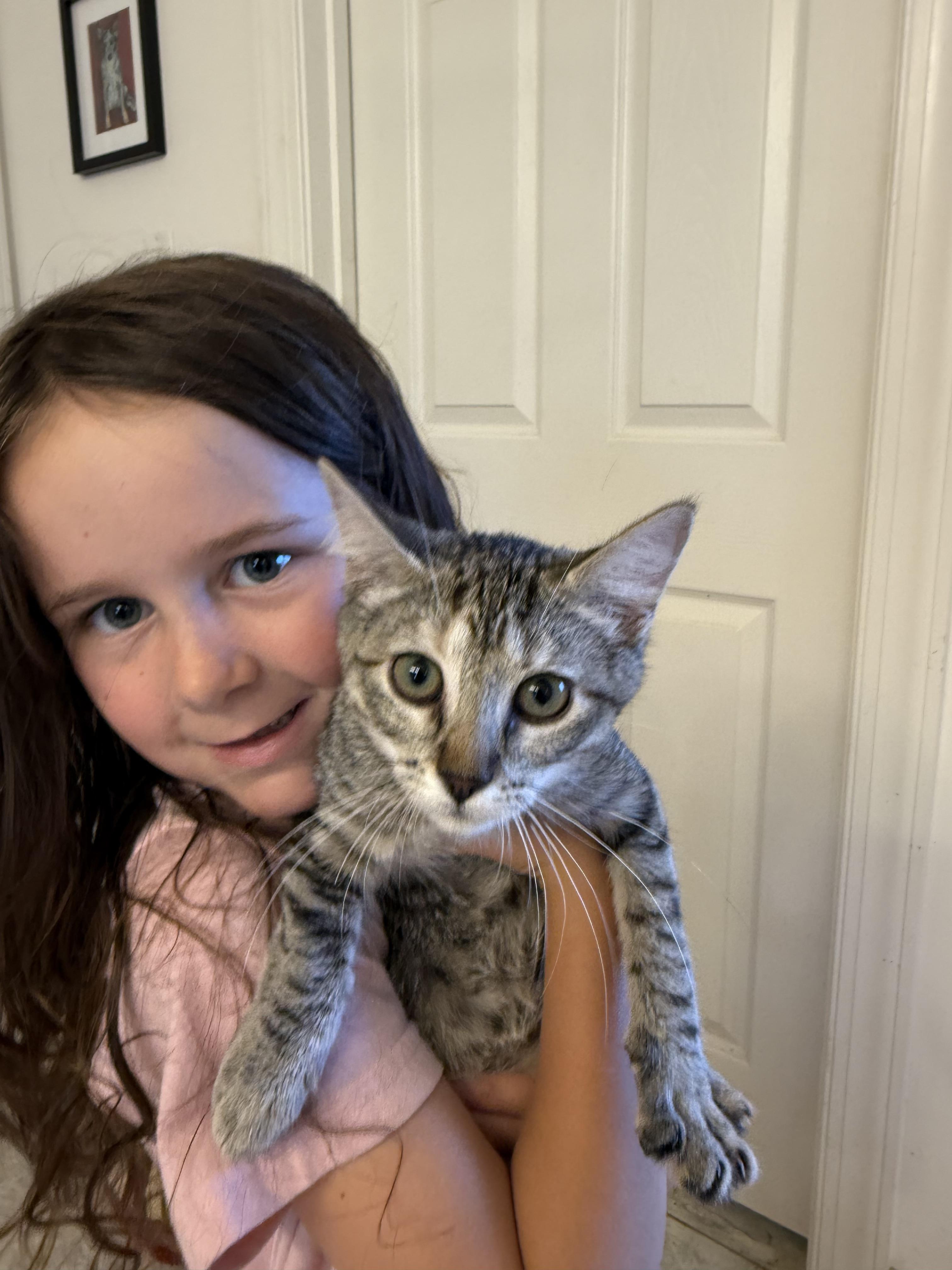 Enlarge Meredith, a Adoptable Domestic Short Hair in Pittsboro, NC image 2/2