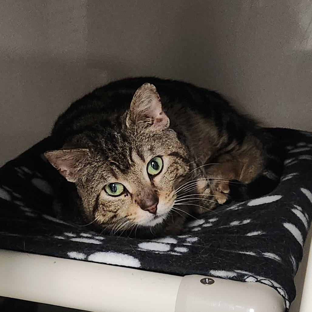 Screech, Adoptable, Young Male Domestic Short Hair.