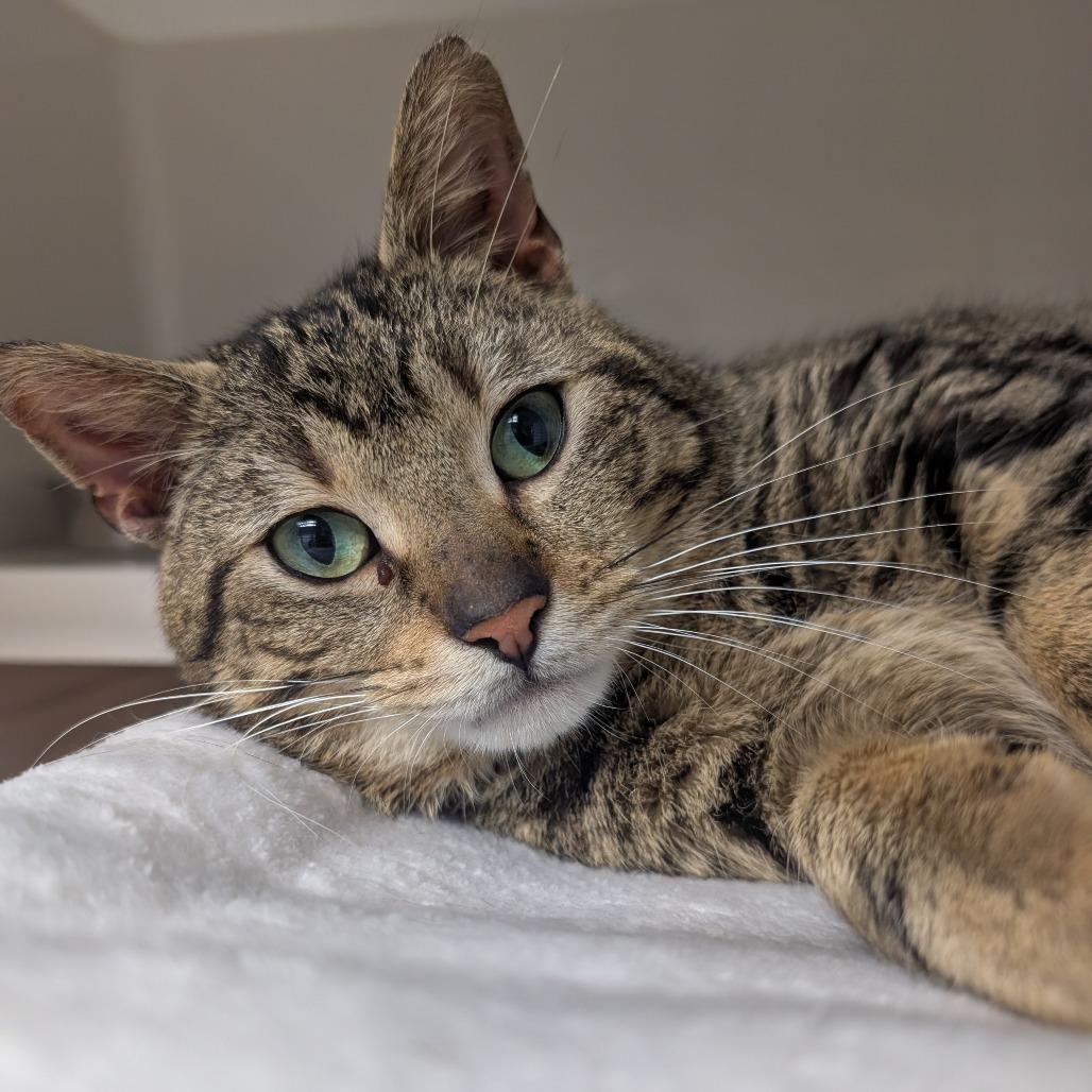 Screech, a Adoptable Domestic Short Hair in Watertown, NY image 2/3