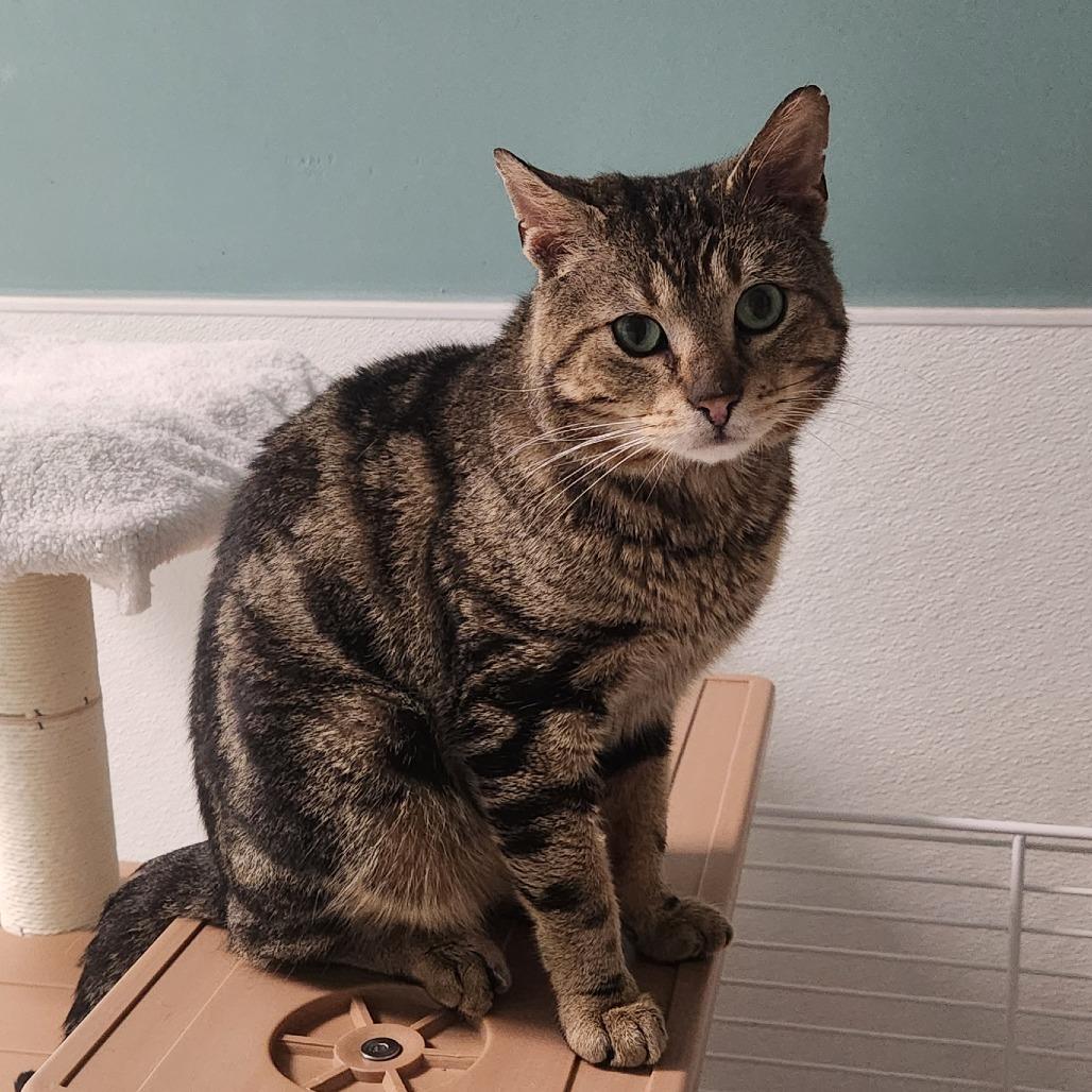 Screech, a Adoptable Domestic Short Hair in Watertown, NY image 3/3