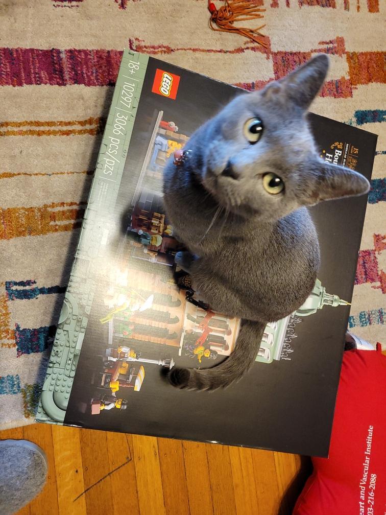 Catbird, an adoptable Domestic Short Hair in Clackamas, OR image 3/4
