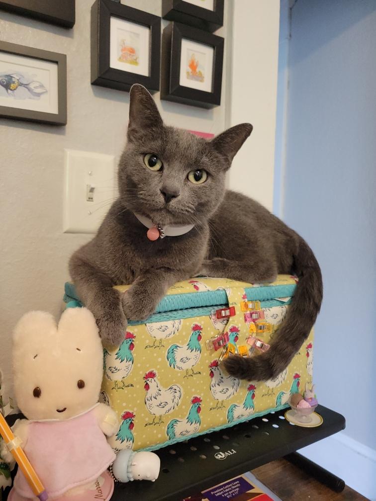 Catbird, adoptable, Young Female Domestic Short Hair.