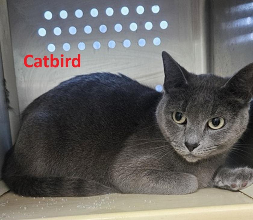 Catbird, ADOPTABLE, Adult Female Domestic Short Hair.