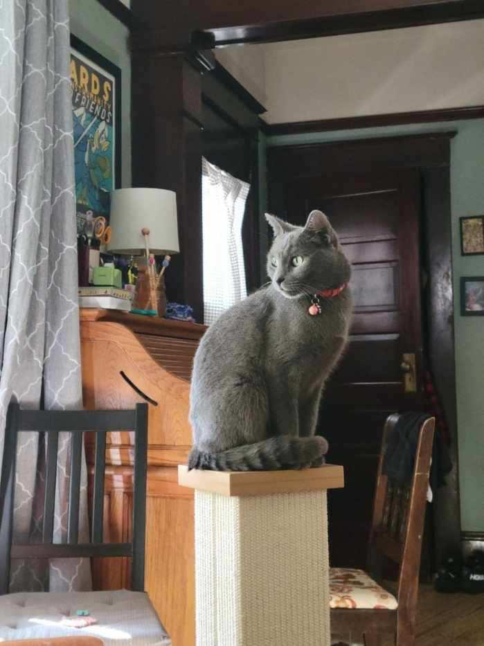 Catbird, an adoptable Domestic Short Hair in Clackamas, OR image 2/4