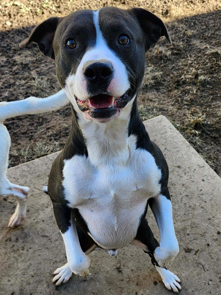 Hallow, a Adoptable mixed breed in Shelbyville, TN image 2/3