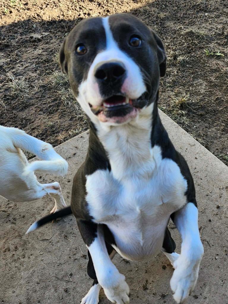 Hallow, Adoptable, Young Male Mixed Breed.
