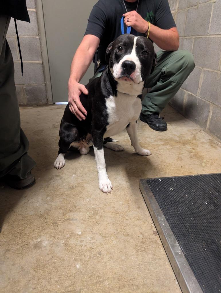 Enlarge Hallow, a Adoptable mixed breed in Shelbyville, TN image 2/3