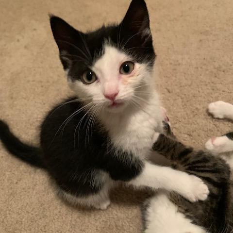 Enlarge Chilly Willy, a ADOPTABLE Domestic Short Hair in Apex, NC image 4/6