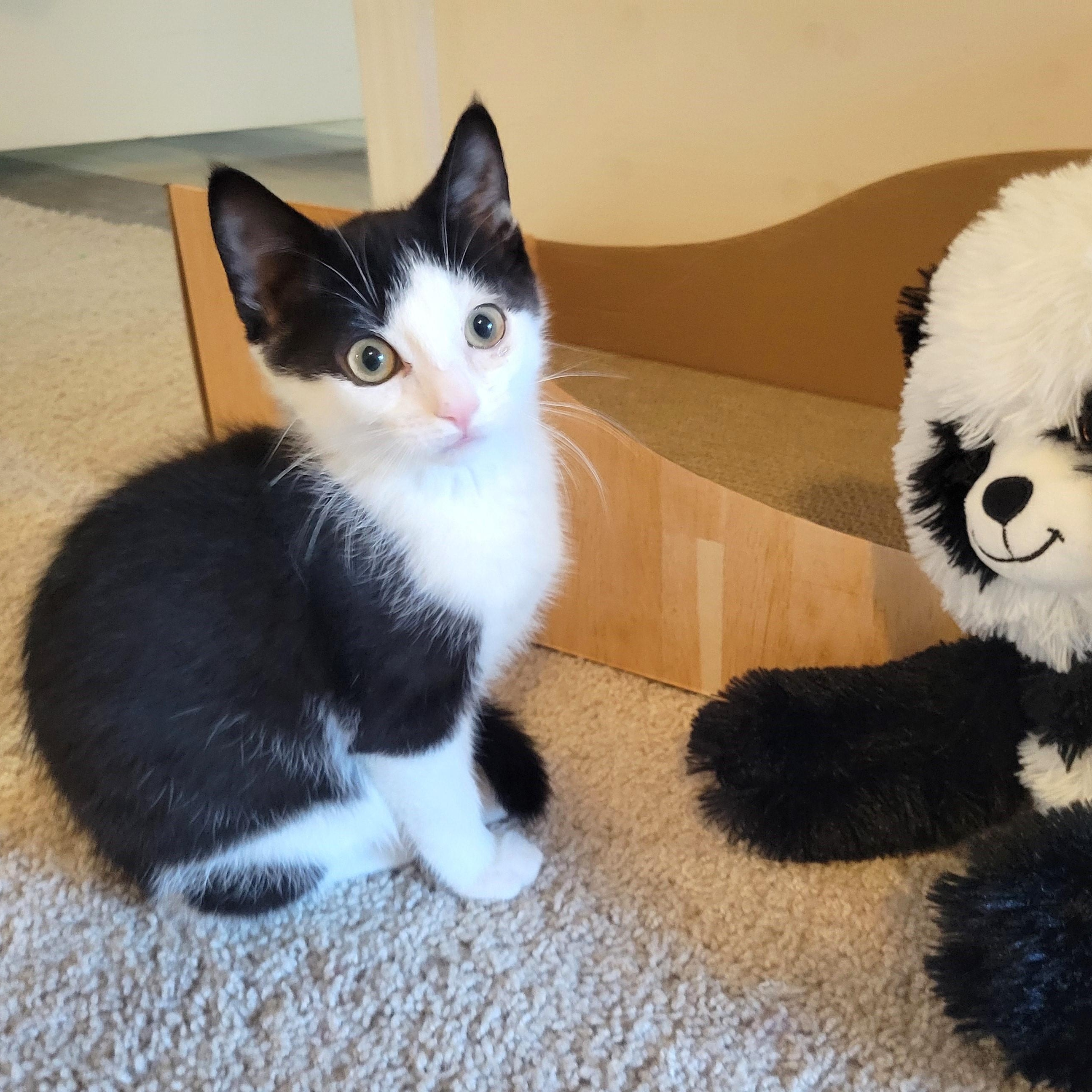 Enlarge Chilly Willy, a ADOPTABLE Domestic Short Hair in Apex, NC image 3/6