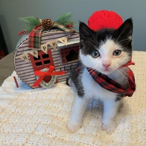 Enlarge Chilly Willy, a ADOPTABLE Domestic Short Hair in Apex, NC image 6/6