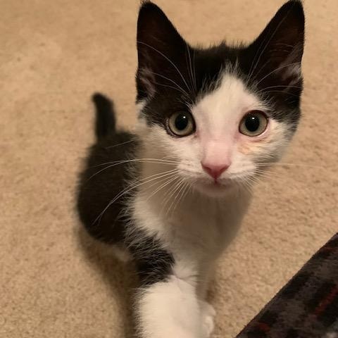 Enlarge Chilly Willy, a ADOPTABLE Domestic Short Hair in Apex, NC image 2/6