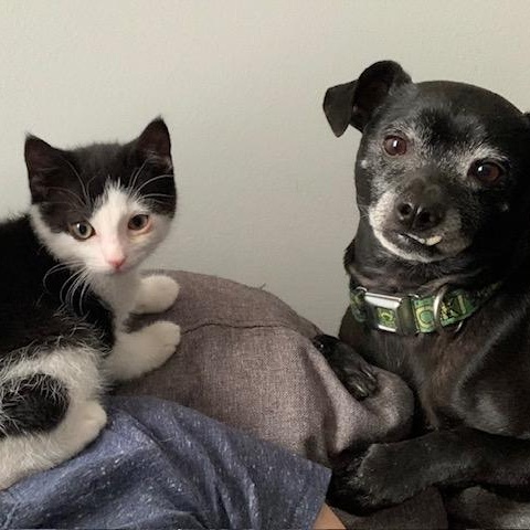 Enlarge Chilly Willy, a ADOPTABLE Domestic Short Hair in Apex, NC image 5/6