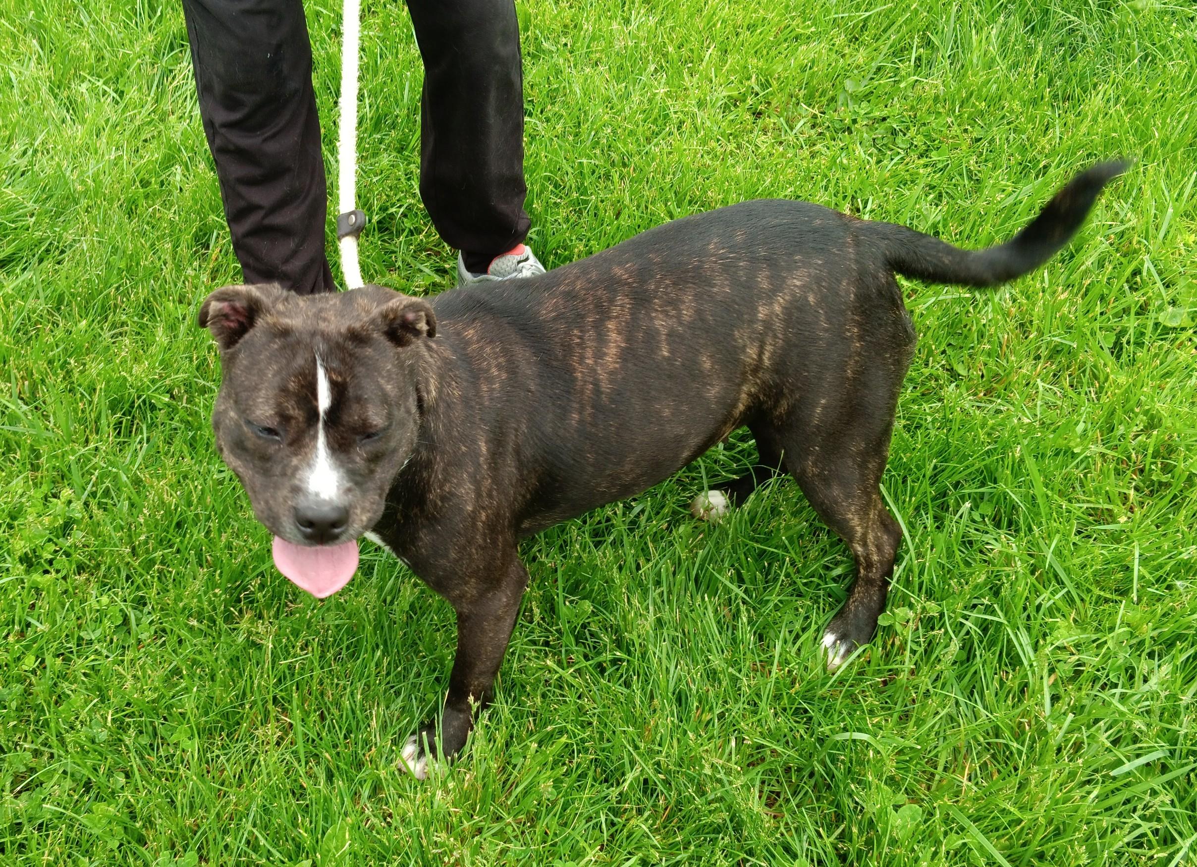 Tootsie, Adult Female unknown
