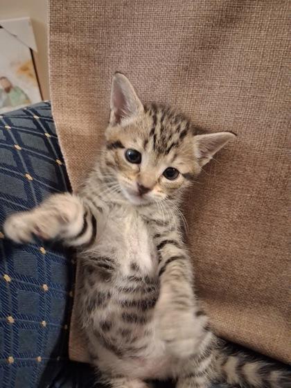 Opal, Adoptable, Kitten Female Domestic Short Hair & Domestic Short Hair.