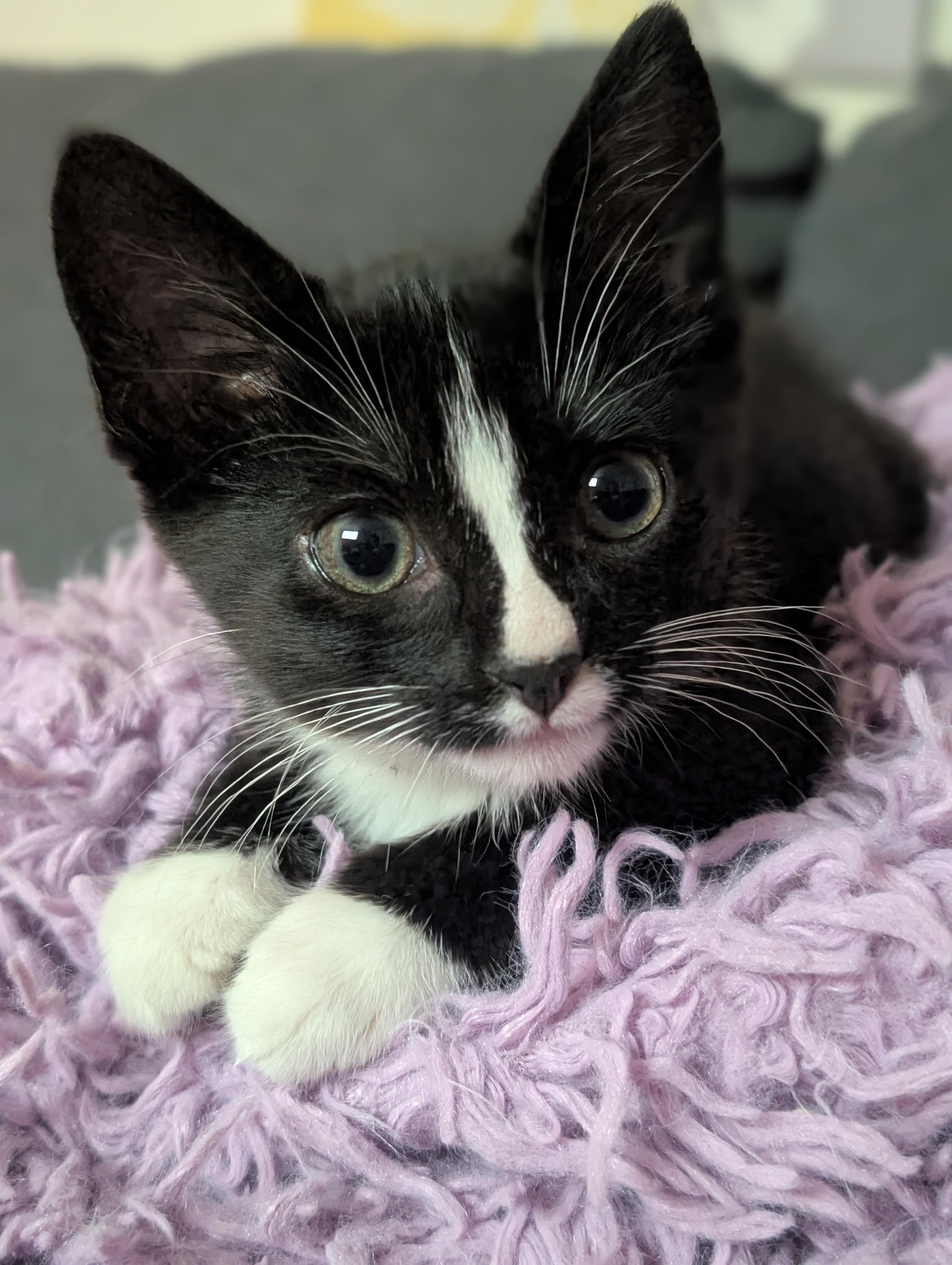 Enlarge Sinatra, a ADOPTABLE Domestic Short Hair in Tomah, WI image 2/4