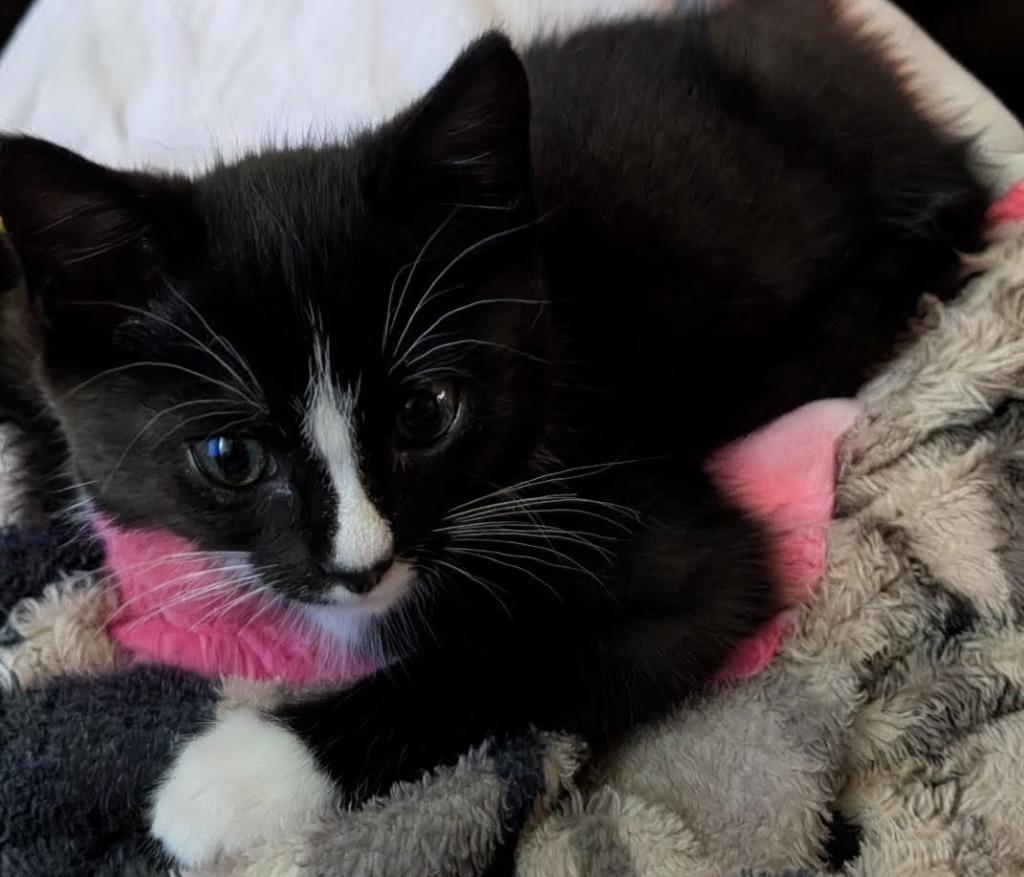 Enlarge Sinatra, a ADOPTABLE Domestic Short Hair in Tomah, WI image 3/4
