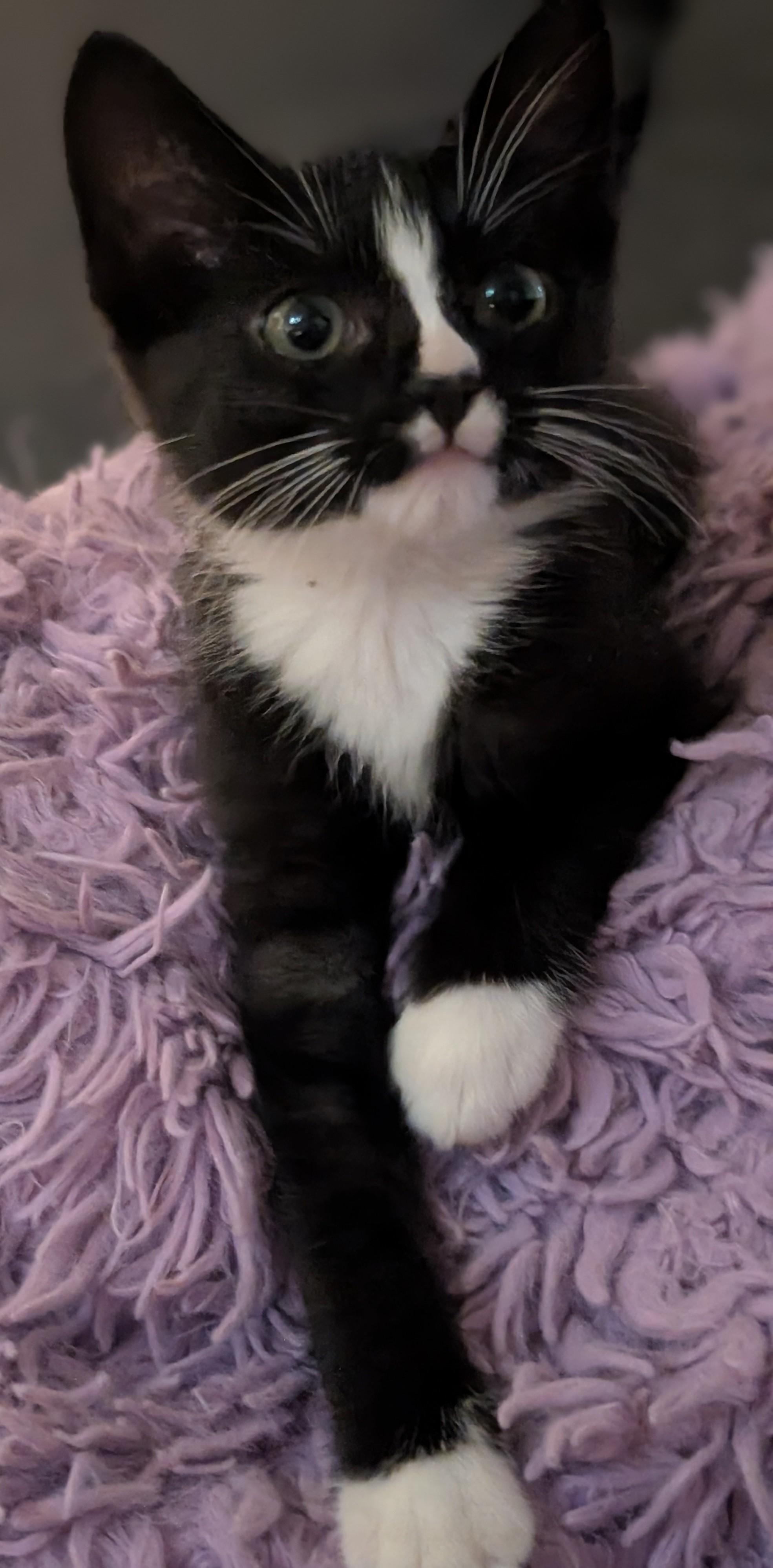 Enlarge Sinatra, a ADOPTABLE Domestic Short Hair in Tomah, WI image 4/4