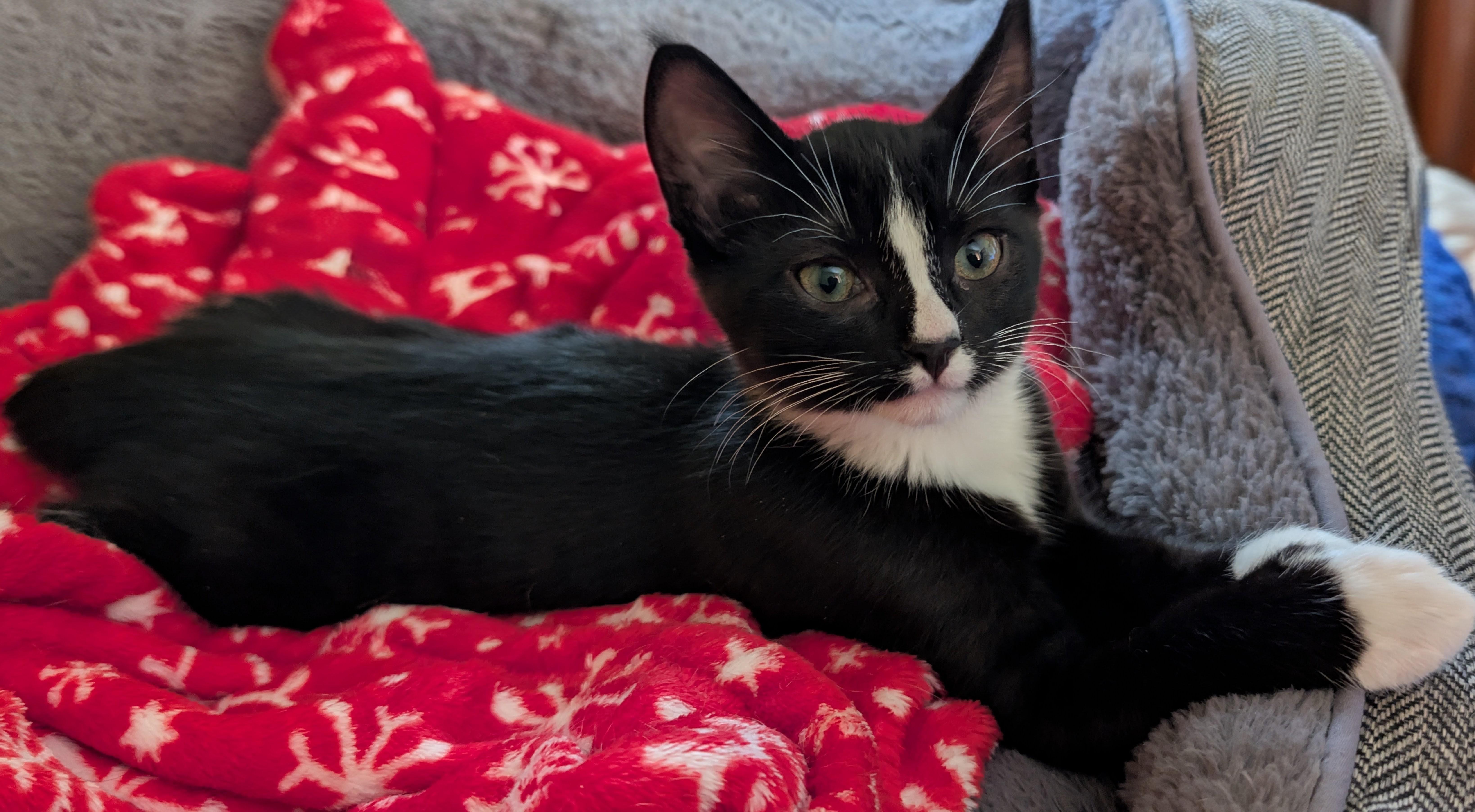 Enlarge Sinatra, a ADOPTABLE Domestic Short Hair in Tomah, WI image 1/4