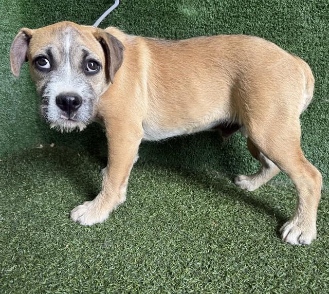 Enlarge JOJO, a Adoptable mixed breed in Lancaster, CA image 1/1
