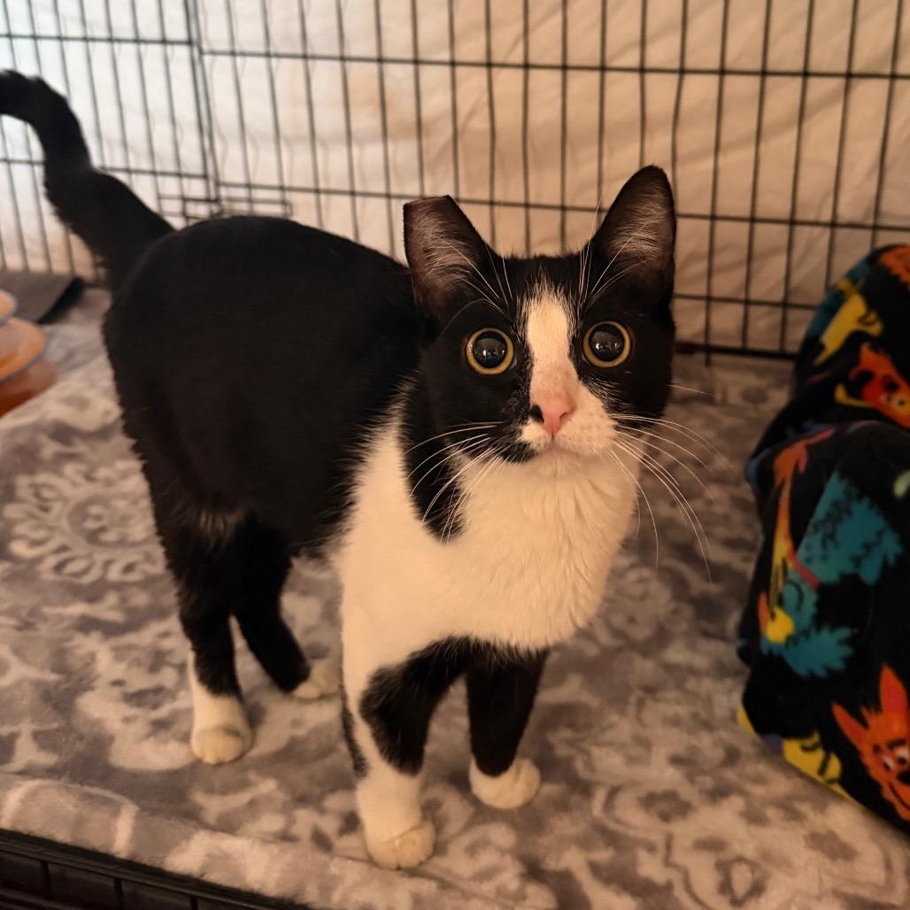 Ozzy, Adoptable, Young Male Domestic Short Hair.