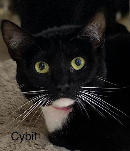 Enlarge Cybil - Center, a Adoptable Domestic Short Hair in Oakland Park, FL image 1/3