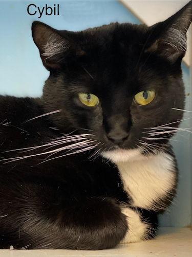 Cybil - Center, Adoptable, Young Female Domestic Short Hair.
