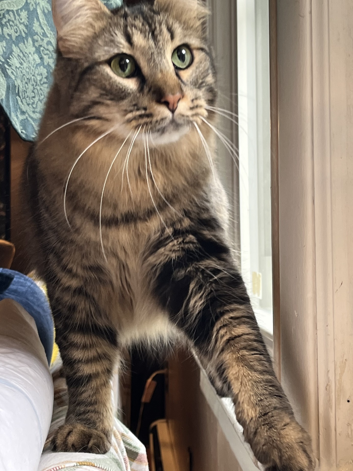 Enlarge DARLING POOT JAMES!, a Adoptable Domestic Medium Hair in Warren, MI image 3/5