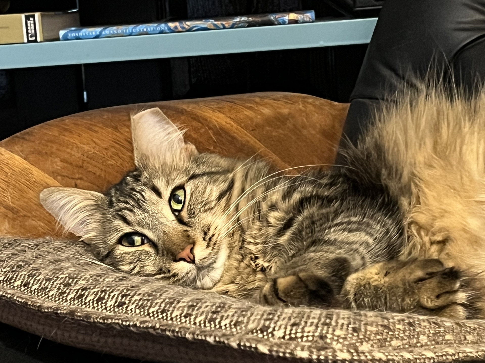 Enlarge DARLING POOT JAMES!, a Adoptable Domestic Medium Hair in Warren, MI image 4/5