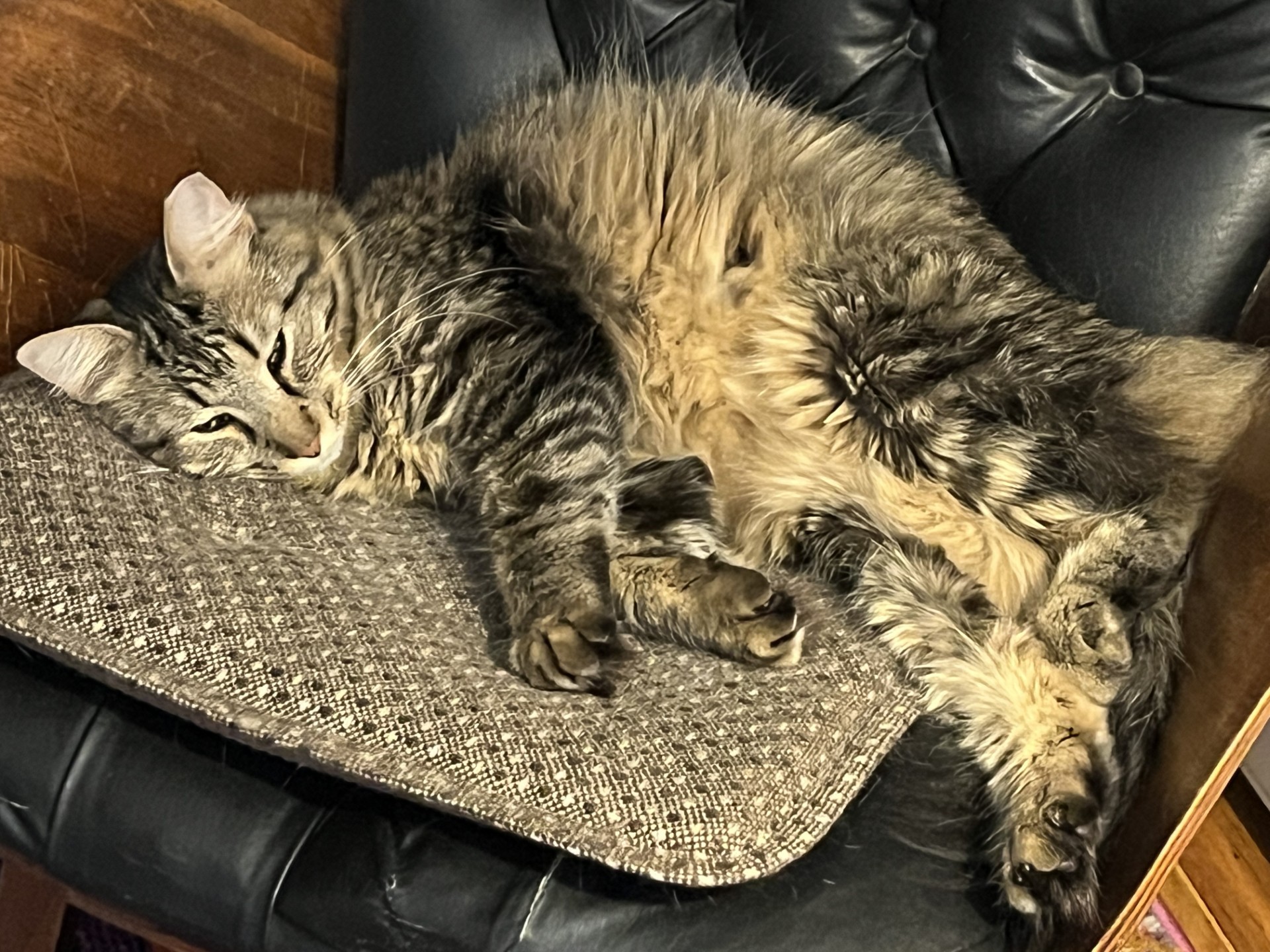 Enlarge DARLING POOT JAMES!, a Adoptable Domestic Medium Hair in Warren, MI image 5/5