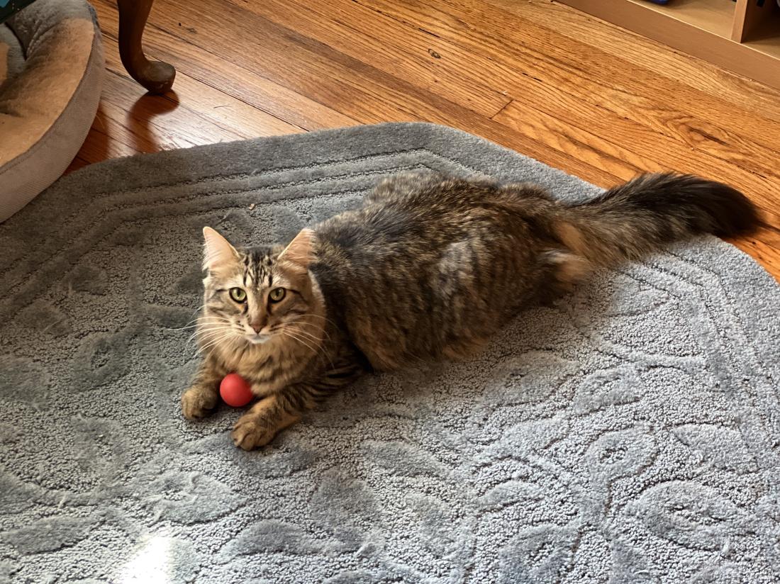 Enlarge DARLING POOT JAMES!, a Adoptable Domestic Medium Hair in Warren, MI image 1/5