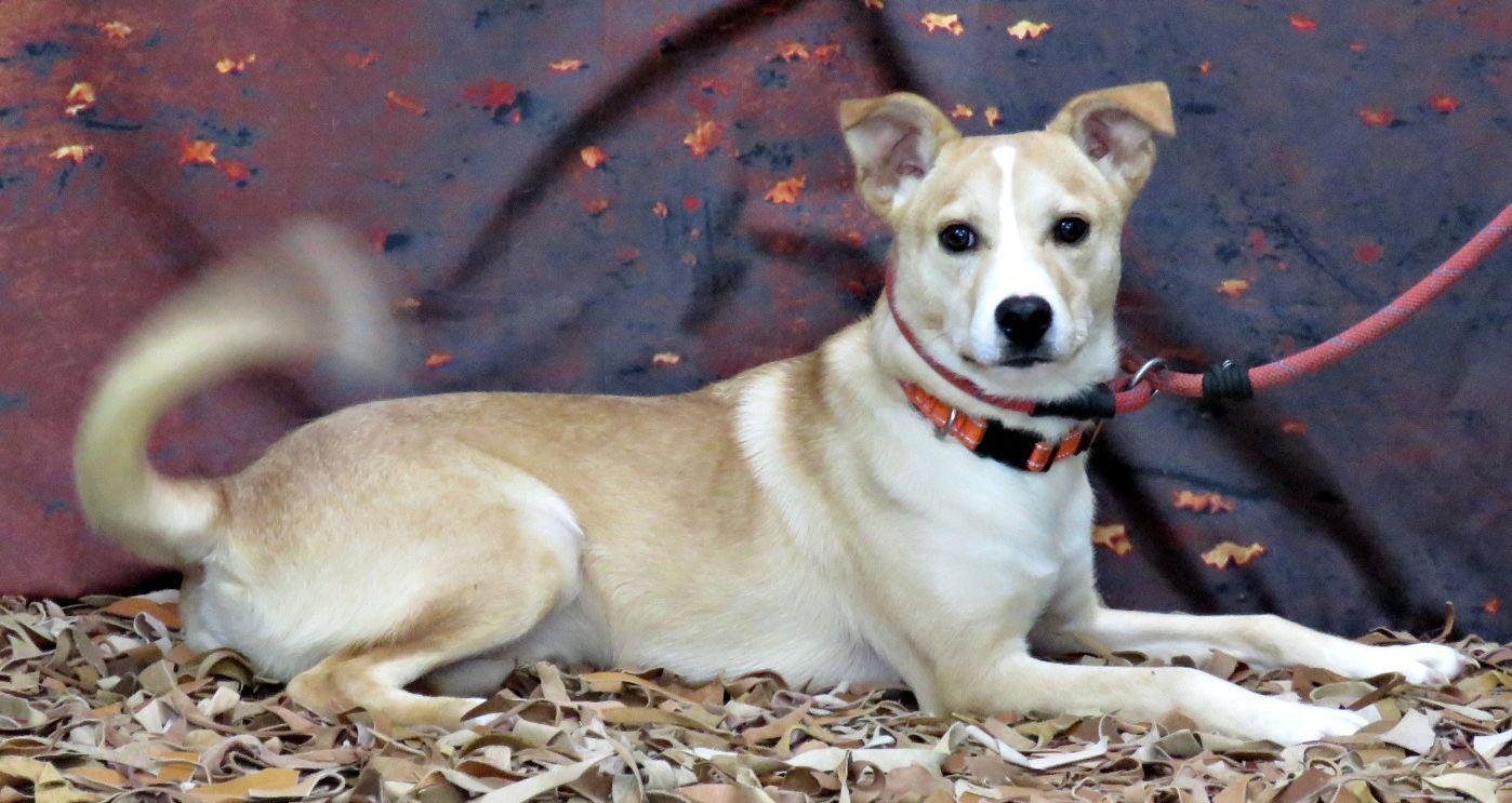 Enlarge Quinton, a Adoptable mixed breed in Lexington, VA image 3/3