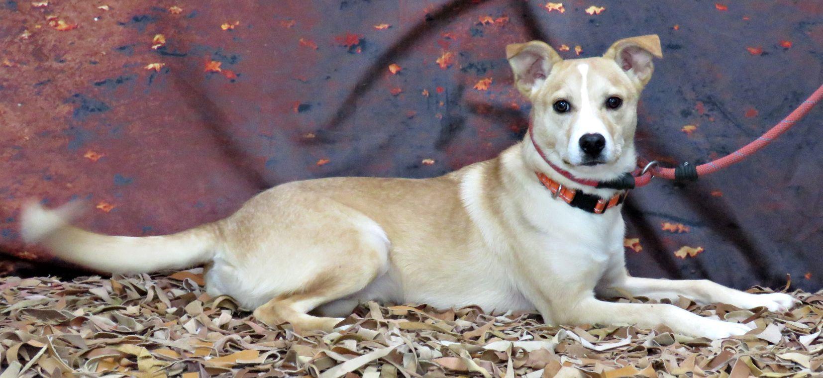 Enlarge Quinton, a Adoptable mixed breed in Lexington, VA image 2/3