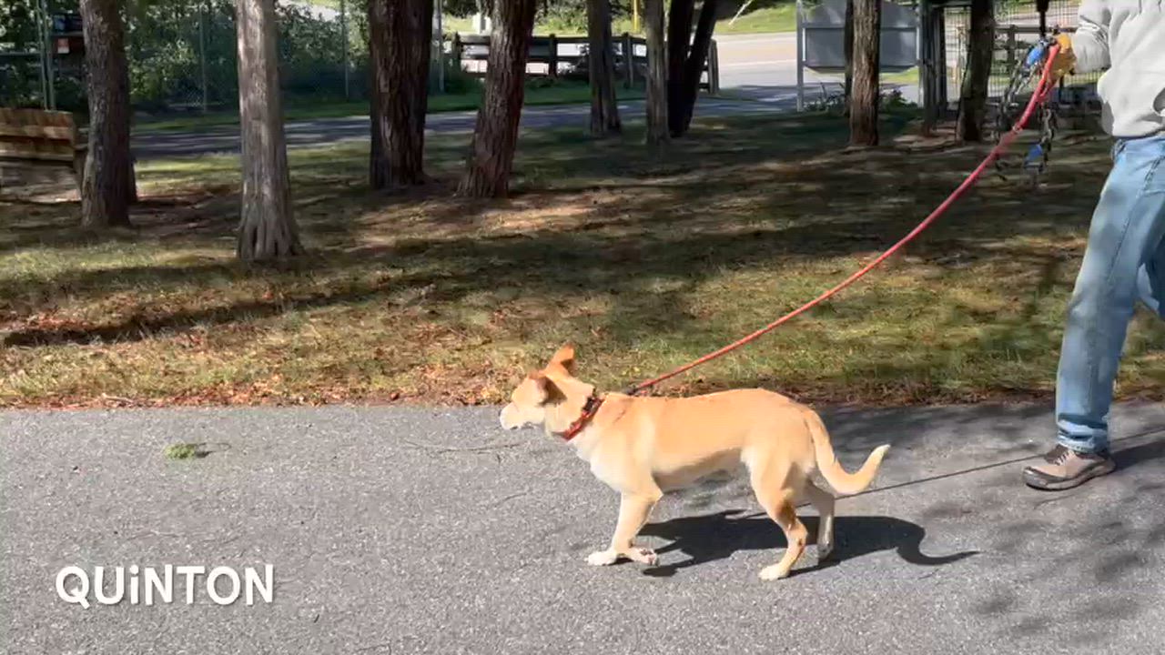 Enlarge Quinton, a Adoptable mixed breed in Lexington, VA video 1/3