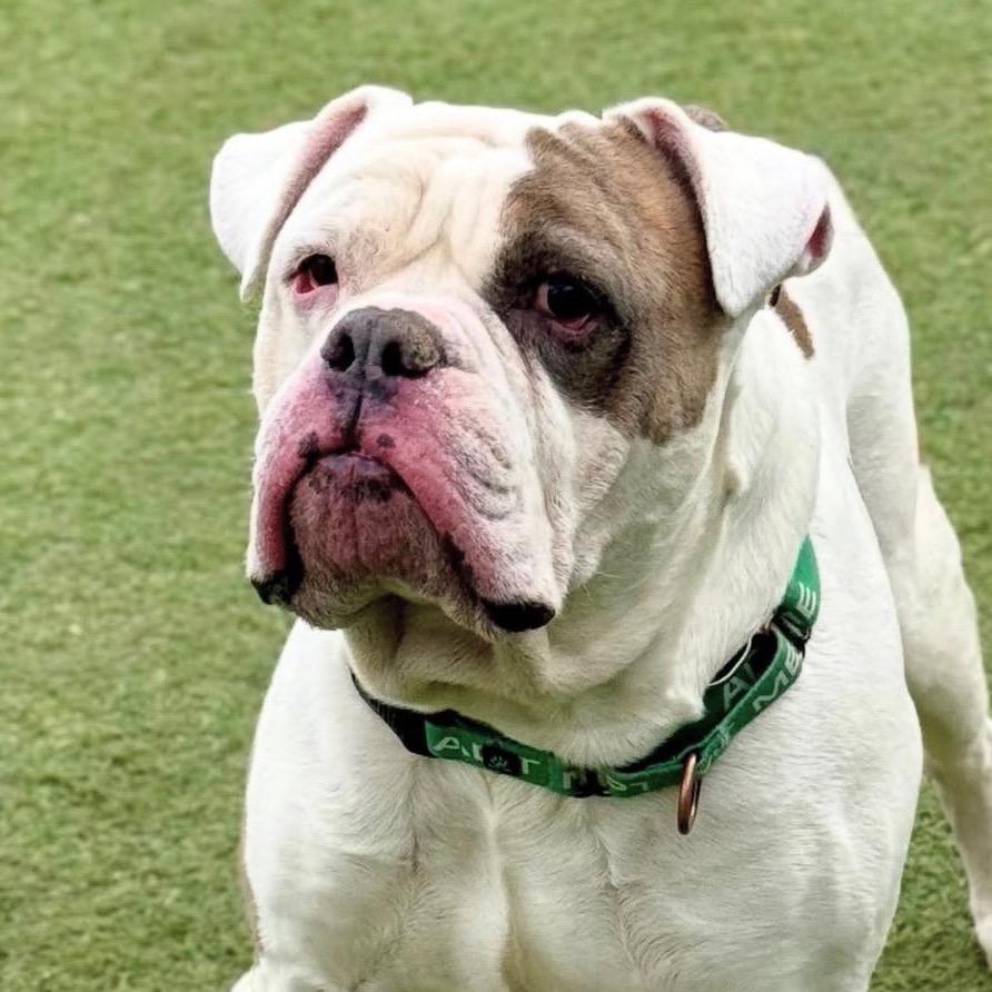 Deebo, Adoptable, Adult Male English Bulldog & American Bulldog.