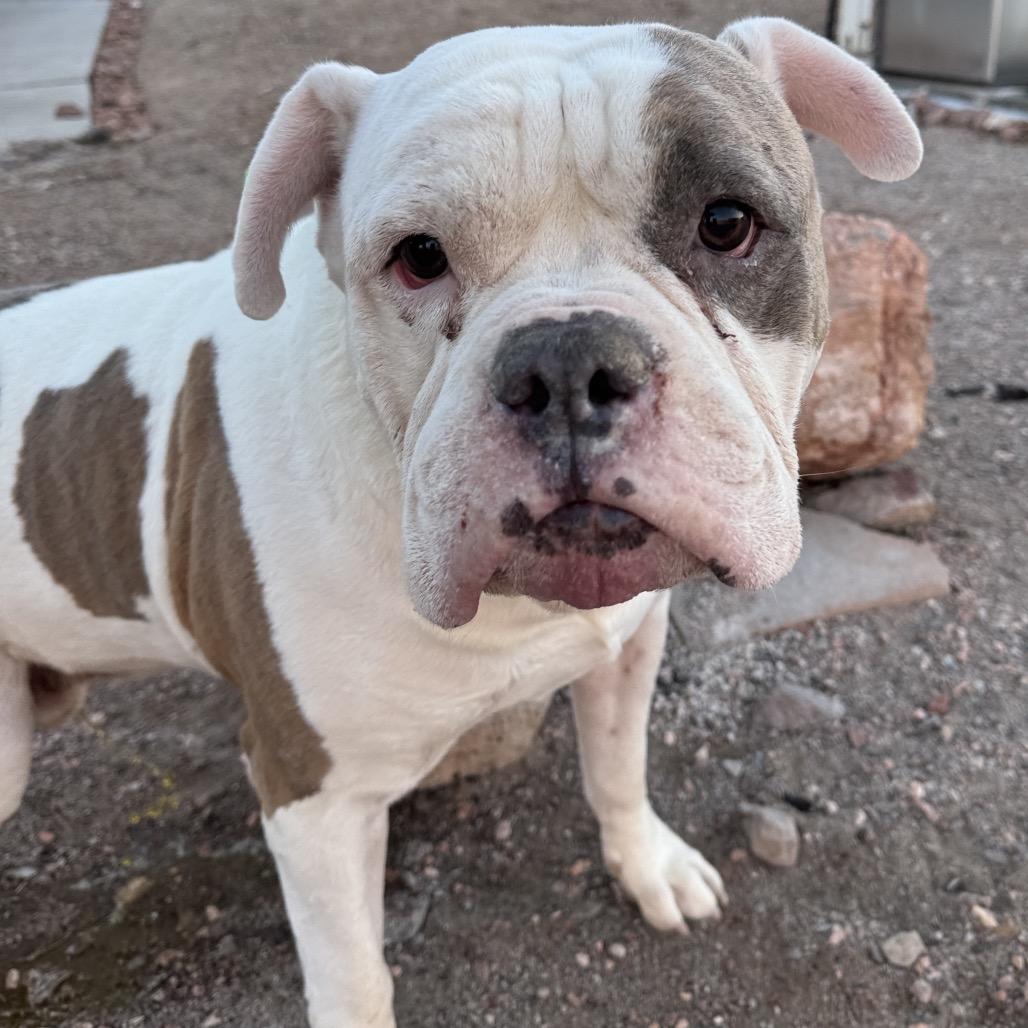 Deebo, a Adoptable mixed breed in Henderson, NV image 2/6